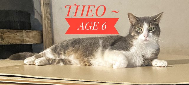 Lost Cat grey/white named THEO in Stratford