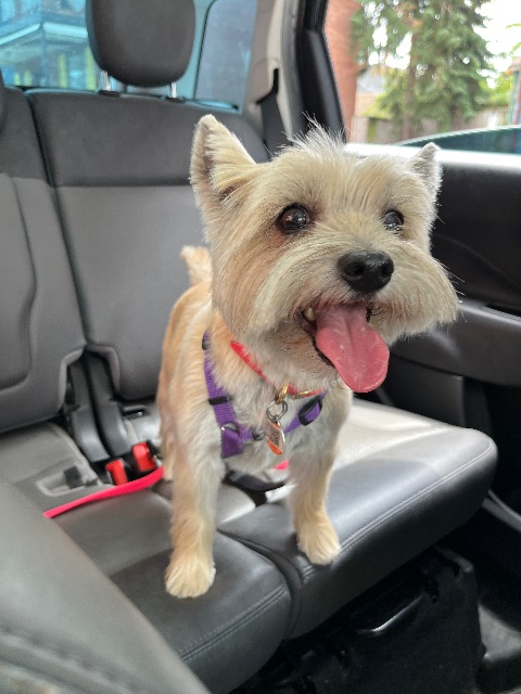 Lost Carin Terrier blonde named Sicily in Toronto