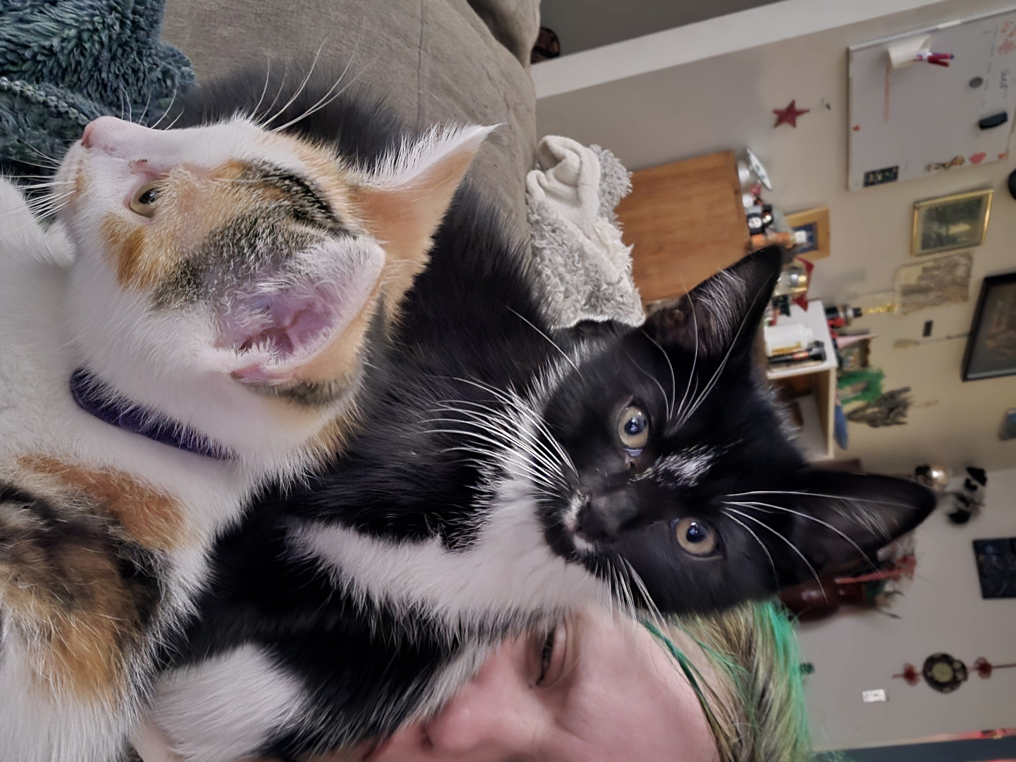 Lost Cat black and white named Basse in Brookswood Township of Langley