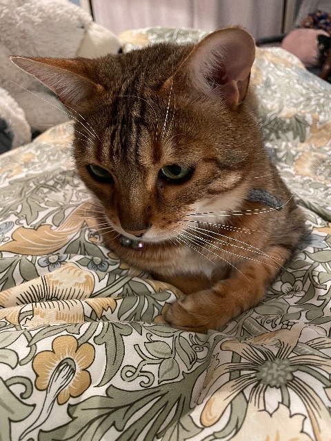 Lost Bengsl brown, light brown named Tommy in Edmonton