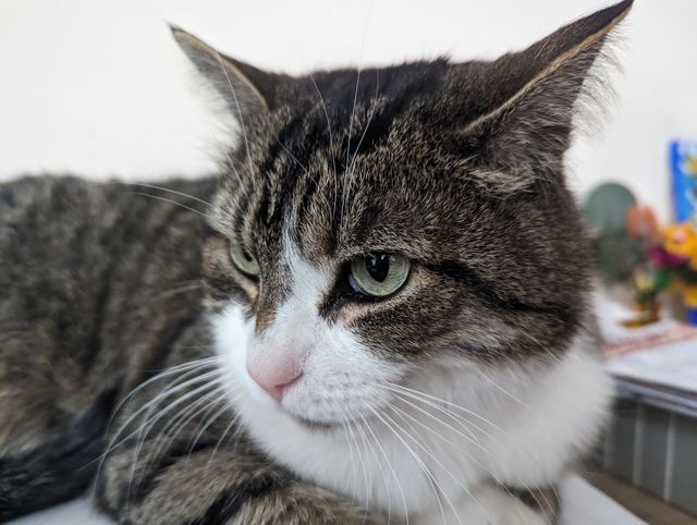 Lost Tabby brown/grey/black named Buddy in Richmond Hill