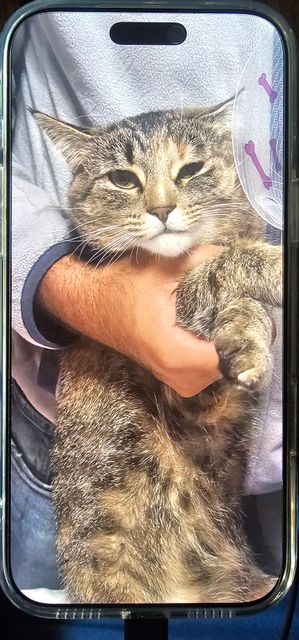 Lost Bengal grey named Bella in Edmonton