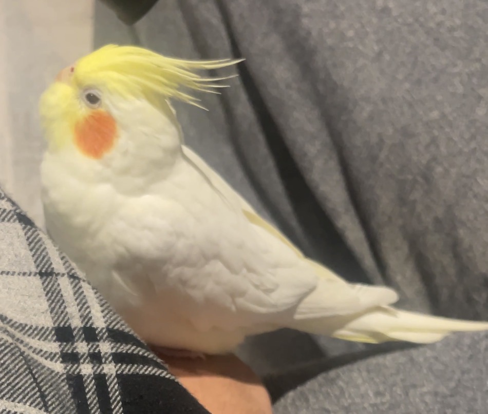 Lost Cockateil white named Sweetoo in Milton
