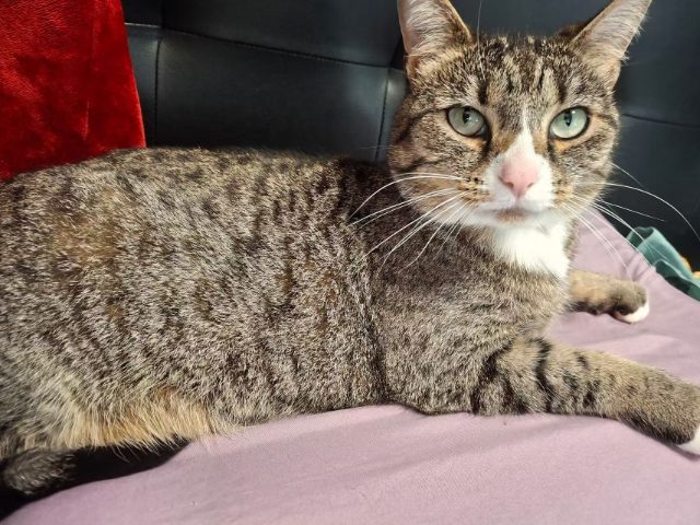 Lost Cat light grey tabby cat named Kitty in West Vancouver