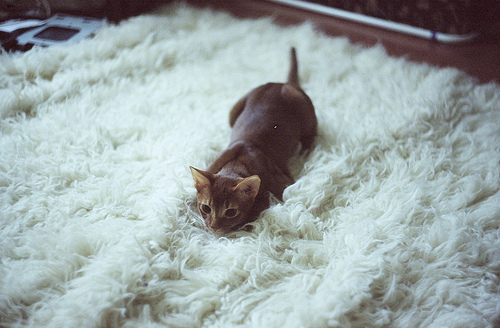 Biscuit