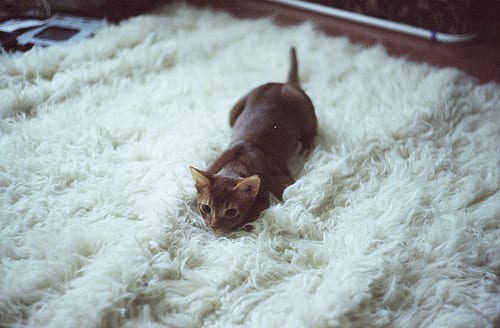 Lost Abyssinian cream named Sophie in Caledon