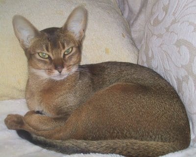 Lost Abyssinian grey named Willow in Kentville