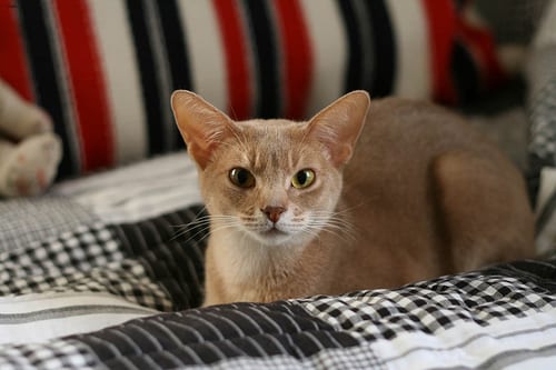 Lost Abyssinian grey named Jasper in Swift Current