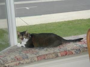 Lost Abyssinian tortoiseshell named Misty in Milton