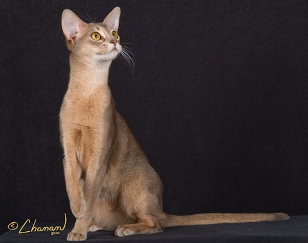 Lost Abyssinian white named Sophie in Montréal