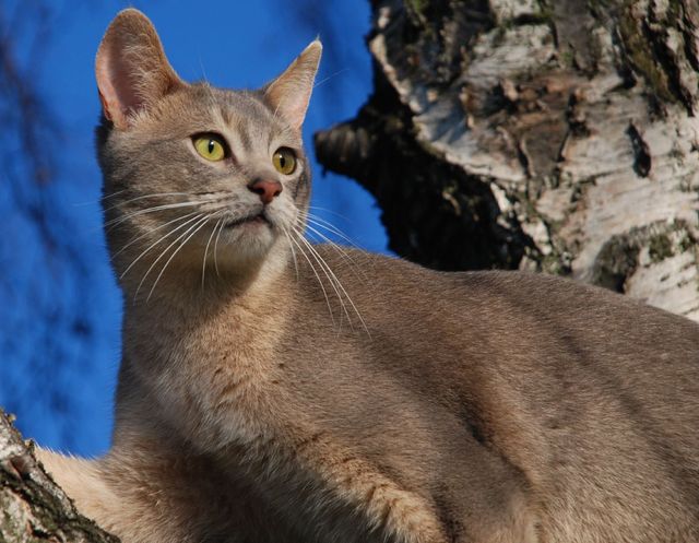 Lost Abyssinian grey tabby named Cleo in Winnipeg