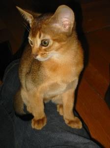 Lost Abyssinian grey tabby named Jasper in Ottawa