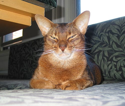 Lost Abyssinian grey tabby named Lola in Oakville