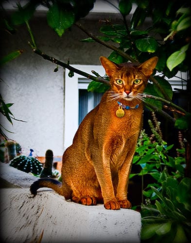 Lost Abyssinian black and white named Mittens in Stratford