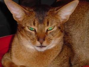 Lost Abyssinian calico named Misty in Montréal
