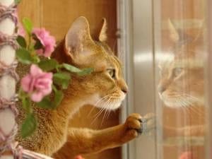 Lost Abyssinian calico named Chloe in Surrey