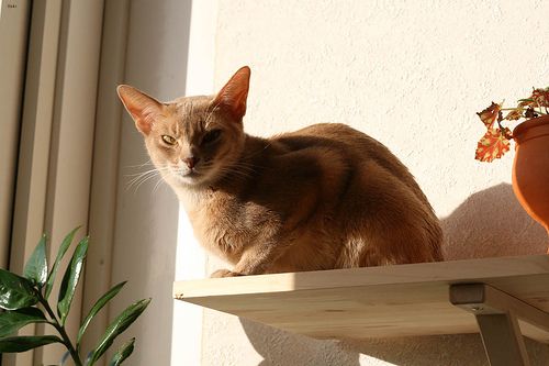 Lost Abyssinian grey named Lola in Cornwall