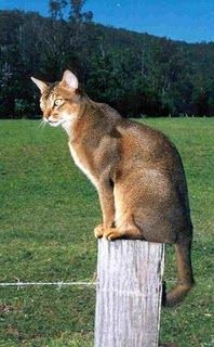 Lost Abyssinian cream named Lola in Toronto