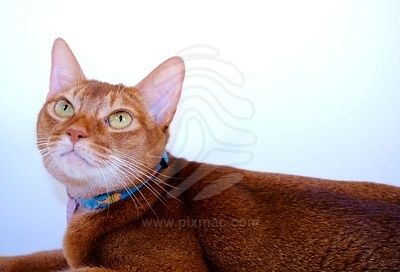 Lost Abyssinian grey named Willow in Vancouver