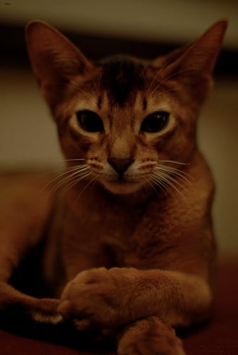 Lost Abyssinian grey tabby named Chloe in Vaughan