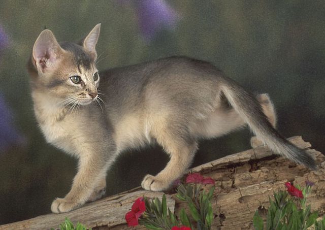Lost Abyssinian black and white named Shadow in Bridgewater