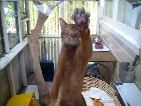 Lost Abyssinian tabby named Sophie in Penticton