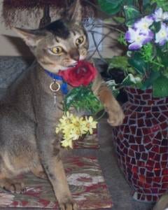 Lost Abyssinian tabby named Jasper in Edmundston