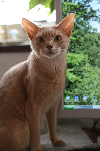 Lost Abyssinian black and white named Jasper in Toronto