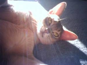 Lost Abyssinian tortoiseshell named Felix in Chestermere