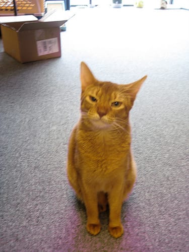 Lost Abyssinian tortoiseshell named Misty in Paradise