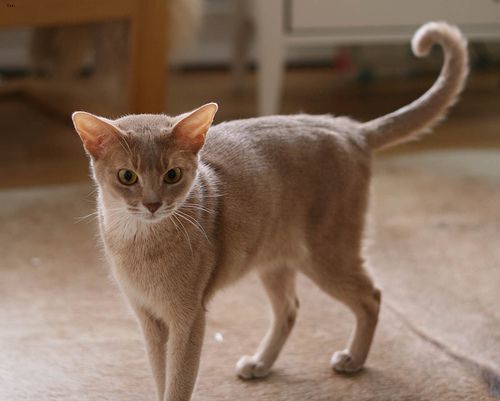 Lost Abyssinian white named Toby in Moose Jaw