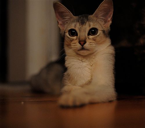 Lost Abyssinian orange tabby named Lily in Summerside