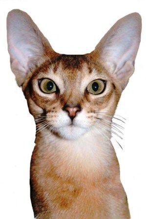 Lost Abyssinian orange tabby named Lily in Fort St. John