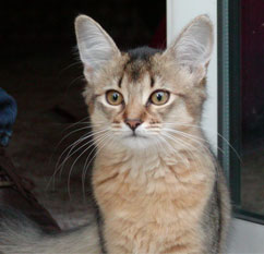 Lost Abyssinian black named Misty in Hamilton