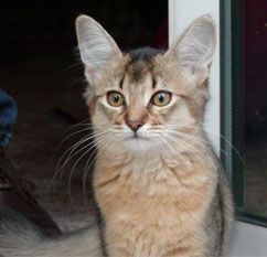 Lost Abyssinian tabby named Oreo in Fort McMurray