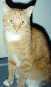 Lost Abyssinian grey tabby named Oreo in Gatineau