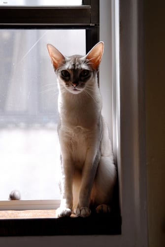 Lost Abyssinian black and white named Tiger in Québec City