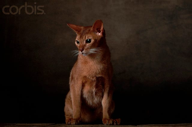 Lost Abyssinian black and white named Lola in Kitchener