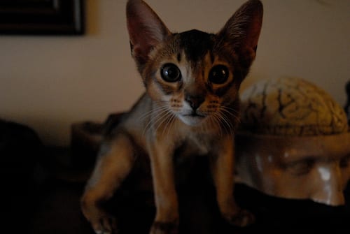 Lost Abyssinian calico named Biscuit in Toronto