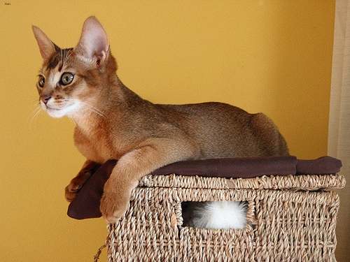 Lost Abyssinian tortoiseshell named Oscar in Toronto