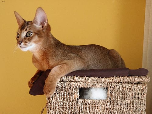 Lost Abyssinian calico named Chloe in Edmonton
