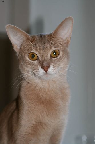 Lost Abyssinian black and white named Pumpkin in Burlington