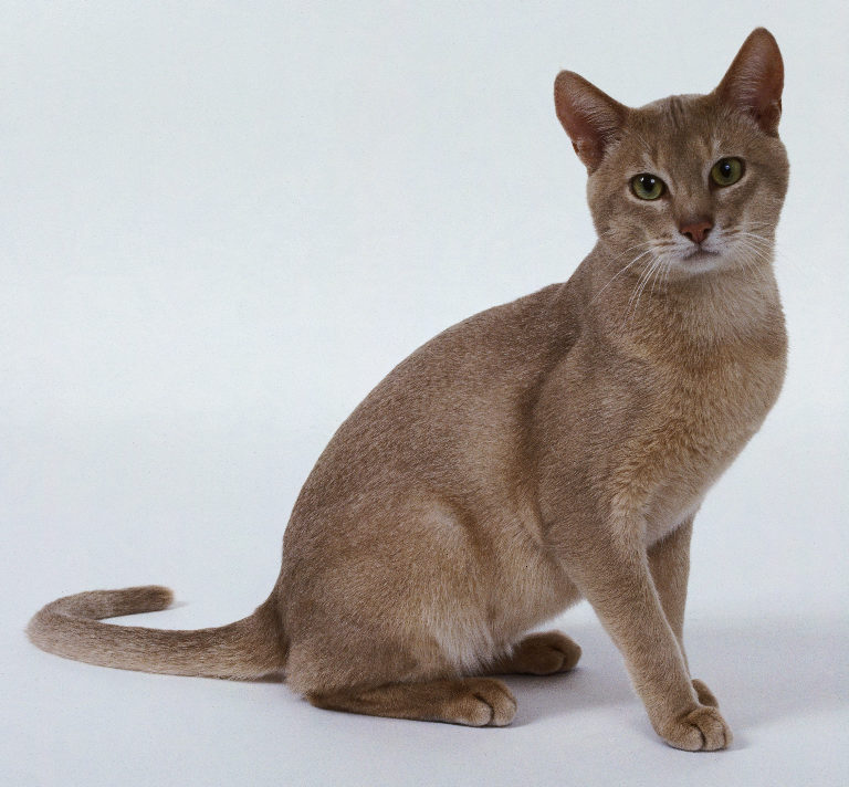Lost Abyssinian black and white named Tiger in New Glasgow