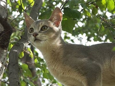 Lost Abyssinian grey tabby named Sophie in Prince Albert