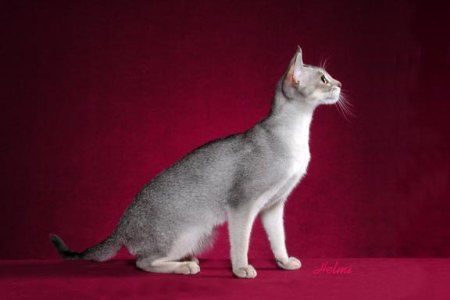 Lost Abyssinian black named Lily in Québec City
