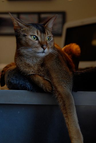 Lost Abyssinian orange tabby named Jasper in Sarnia