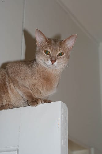 Lost Abyssinian tabby named Misty in Richmond
