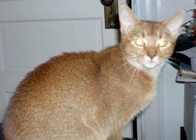 Lost Abyssinian calico named Willow in Spruce Grove