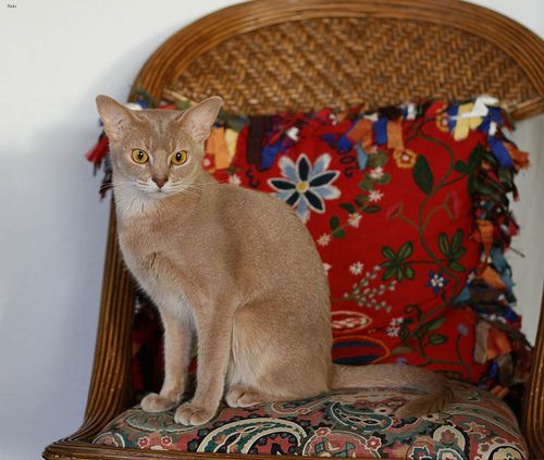 Lost Abyssinian tortoiseshell named Cleo in Clarence-Rockland