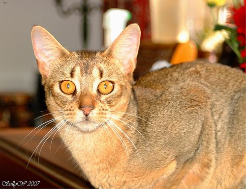 Lost Abyssinian white named Shadow in Ottawa